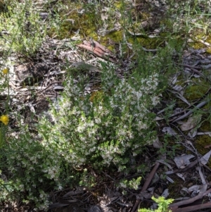 Brachyloma daphnoides at Glenroy, NSW - 8 Oct 2021