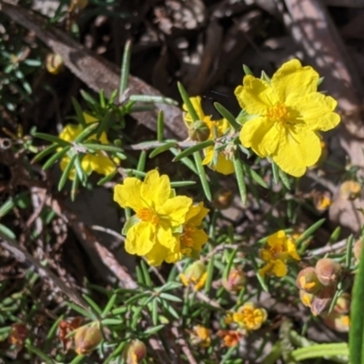 Hibbertia riparia (Erect Guinea-flower) at Glenroy, NSW - 8 Oct 2021 by Darcy