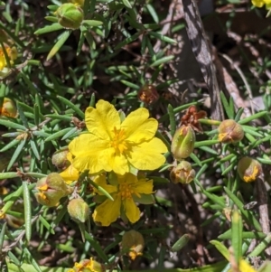 Hibbertia riparia at Glenroy, NSW - 8 Oct 2021