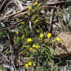 Hibbertia riparia at Glenroy, NSW - 8 Oct 2021