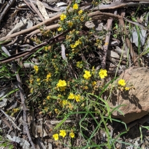 Hibbertia riparia at Glenroy, NSW - 8 Oct 2021