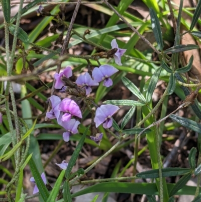 Glycine clandestina (Twining Glycine) at Albury - 8 Oct 2021 by Darcy