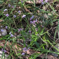 Glycine clandestina at Glenroy, NSW - 8 Oct 2021 11:26 AM