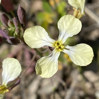 Raphanus raphanistrum (Wild Radish, Jointed Charlock) at Kangiara, NSW - 8 Oct 2021 by SteveBorkowskis