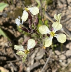 Raphanus raphanistrum at Kangiara, NSW - 8 Oct 2021