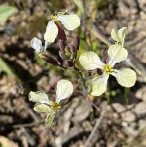 Raphanus raphanistrum at Kangiara, NSW - 8 Oct 2021