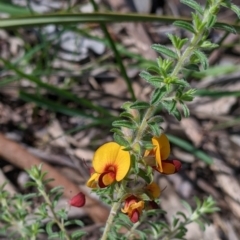 Pultenaea foliolosa (Small Leaf Bushpea) at Albury - 8 Oct 2021 by Darcy