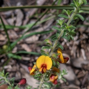 Pultenaea foliolosa at Glenroy, NSW - 8 Oct 2021 11:28 AM