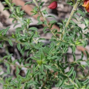 Pultenaea foliolosa at Glenroy, NSW - 8 Oct 2021