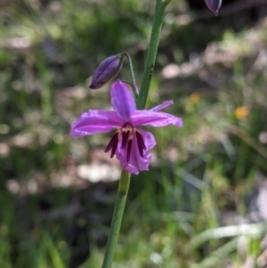 Arthropodium strictum at Glenroy, NSW - 8 Oct 2021 11:30 AM