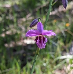 Arthropodium strictum at Glenroy, NSW - 8 Oct 2021 11:30 AM