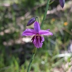 Arthropodium strictum at Glenroy, NSW - 8 Oct 2021 11:30 AM