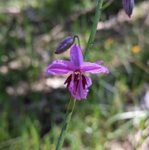 Arthropodium strictum at Glenroy, NSW - 8 Oct 2021 11:30 AM