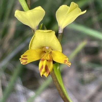 Diuris nigromontana (Black Mountain Leopard Orchid) at Flea Bog Flat, Bruce - 8 Oct 2021 by JVR