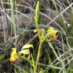 Diuris nigromontana at Bruce, ACT - suppressed