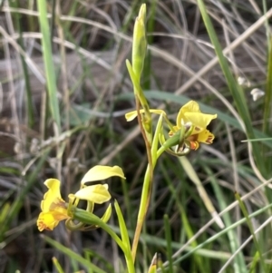 Diuris nigromontana at Bruce, ACT - suppressed