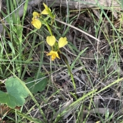 Diuris nigromontana at Bruce, ACT - suppressed