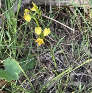 Diuris nigromontana at Bruce, ACT - suppressed