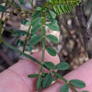 Indigofera adesmiifolia at Glenroy, NSW - 8 Oct 2021