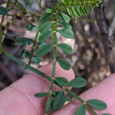 Indigofera adesmiifolia (Tick Indigo) at Albury - 8 Oct 2021 by Darcy