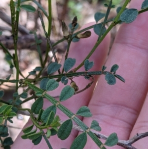 Indigofera adesmiifolia at Glenroy, NSW - 8 Oct 2021 11:36 AM