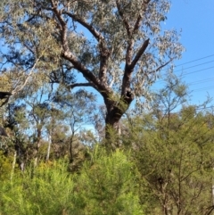 Eucalyptus bridgesiana (Apple Box) at QPRC LGA - 8 Oct 2021 by LyndalT