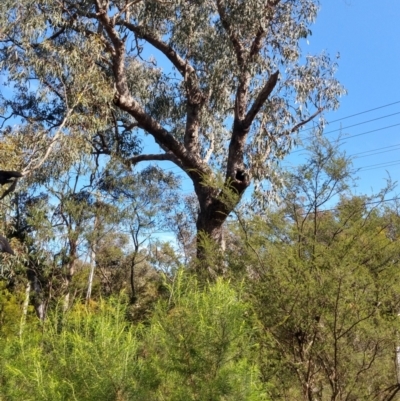 Eucalyptus bridgesiana (Apple Box) at QPRC LGA - 8 Oct 2021 by LyndalT