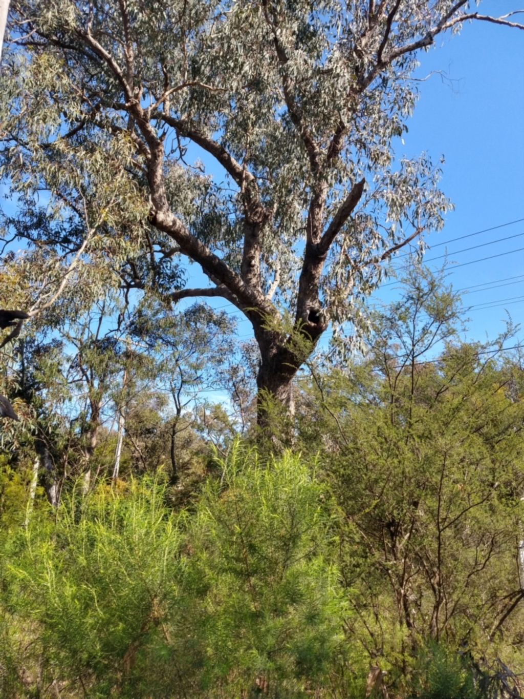 Eucalyptus bridgesiana at Greenleigh, NSW - 8 Oct 2021
