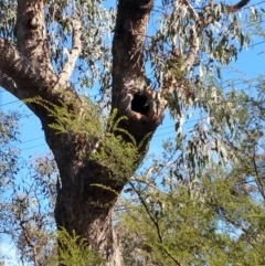 Eucalyptus bridgesiana at QPRC LGA - 8 Oct 2021 03:55 PM