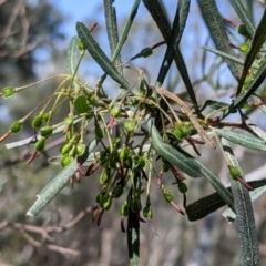 Dodonaea viscosa subsp. angustifolia (Giant Hop-bush) at Albury - 8 Oct 2021 by Darcy