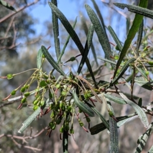 Dodonaea viscosa subsp. angustifolia at Glenroy, NSW - 8 Oct 2021 11:39 AM