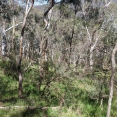 Dodonaea viscosa subsp. angustifolia at Glenroy, NSW - 8 Oct 2021 11:39 AM