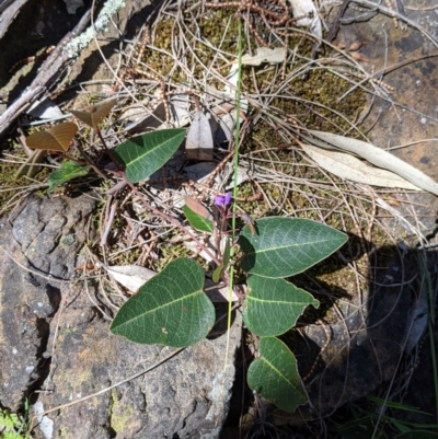 Hardenbergia violacea (False Sarsaparilla) at Albury - 8 Oct 2021 by Darcy