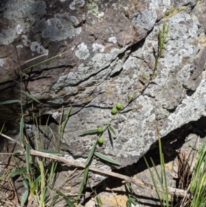Hovea heterophylla at Glenroy, NSW - 8 Oct 2021