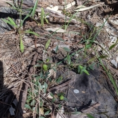 Hovea heterophylla at Glenroy, NSW - 8 Oct 2021 11:46 AM