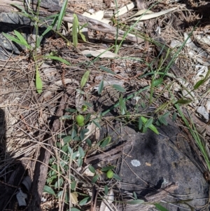 Hovea heterophylla at Glenroy, NSW - 8 Oct 2021 11:46 AM