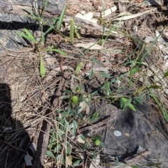 Hovea heterophylla at Glenroy, NSW - 8 Oct 2021 11:46 AM