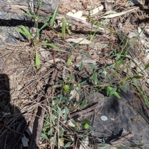 Hovea heterophylla at Glenroy, NSW - 8 Oct 2021 11:46 AM