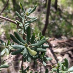 Persoonia rigida (Hairy Geebung) at Albury - 8 Oct 2021 by Darcy