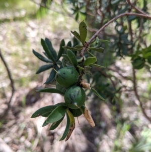 Persoonia rigida at Glenroy, NSW - 8 Oct 2021 11:48 AM