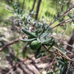 Persoonia rigida at Glenroy, NSW - 8 Oct 2021 11:48 AM