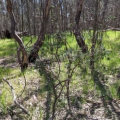 Persoonia rigida at Glenroy, NSW - 8 Oct 2021 11:48 AM