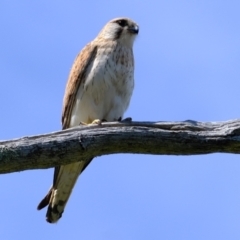 Falco cenchroides (Nankeen Kestrel) at Molonglo River Reserve - 8 Oct 2021 by Kurt