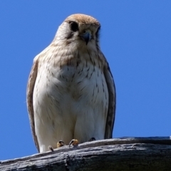 Falco cenchroides at Holt, ACT - 8 Oct 2021