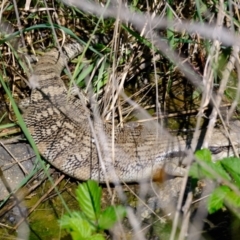 Tiliqua scincoides scincoides (Eastern Blue-tongue) at Lower Molonglo - 8 Oct 2021 by Kurt