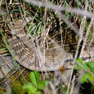 Tiliqua scincoides scincoides (Eastern Blue-tongue) at Holt, ACT - 8 Oct 2021 by Kurt