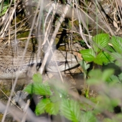 Tiliqua scincoides scincoides at Holt, ACT - 8 Oct 2021