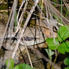 Tiliqua scincoides scincoides at Holt, ACT - 8 Oct 2021