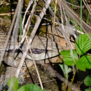 Tiliqua scincoides scincoides at Holt, ACT - 8 Oct 2021