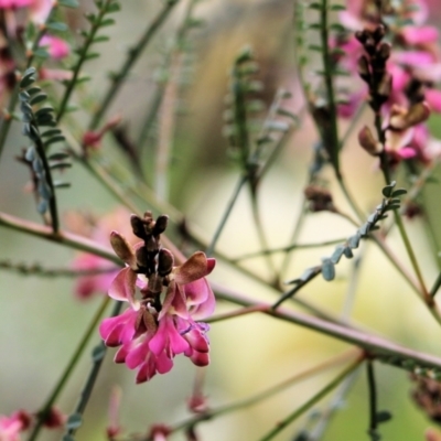 Indigofera adesmiifolia (Tick Indigo) at Nail Can Hill - 27 Sep 2021 by KylieWaldon